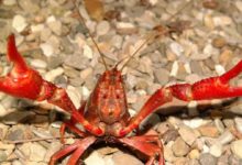 Gambero rosso della Louisiana Procambarus clarkii