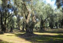 Albero ulivo