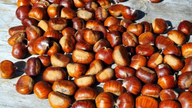 chestnut 4507908 1280