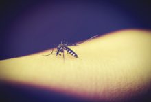 mosquitoe 1548976 1280