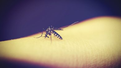 mosquitoe 1548976 1280