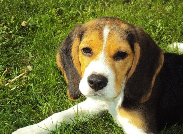 beagle puppy 2681 640