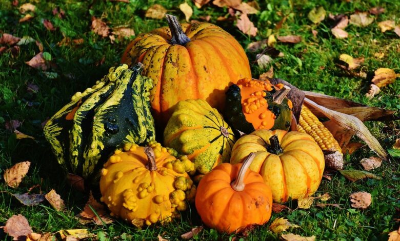 Image zucca autunno tipi