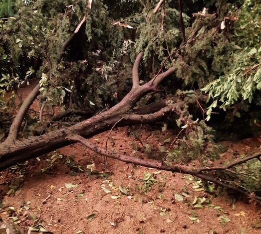 albero caduto maltempo