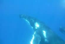 cetacei santuario mare balena