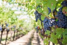 ego international i vini toscani guidano lexport