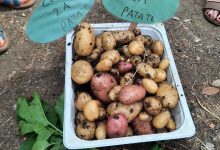 raccolta patate villa corridi 2022 06 06 at 12.00.37