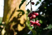 Drupe di caffè mature