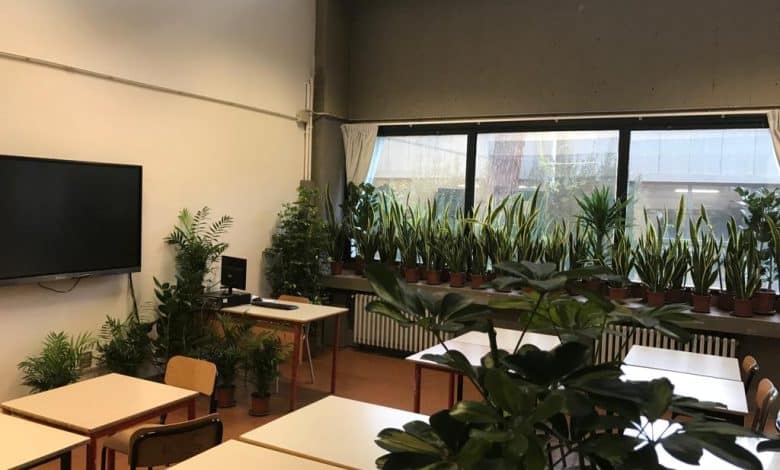 Scuola saffi piante in classe
