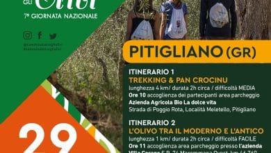 JpgLocandina Camminata tra gli olivi Pitigliano ott 2023 page 0001