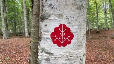 logo Forest bathing