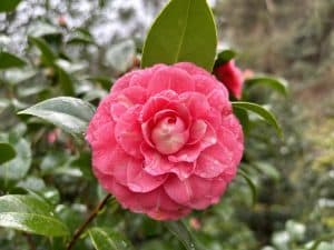 MostraCamelie2024 camelia02