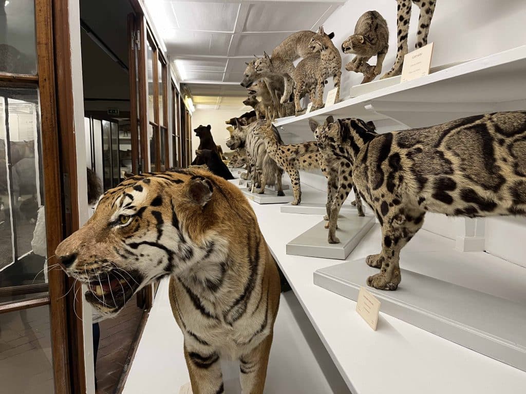 Specola Zoologia tigri