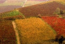 vigne slow wine piemonte
