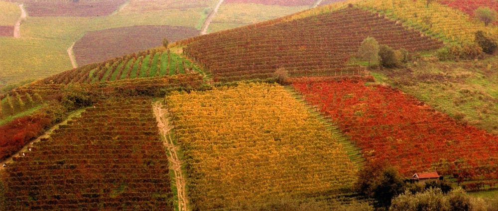 vigne slow wine piemonte