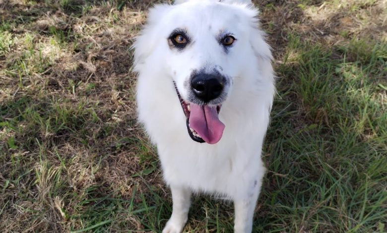 Priscilla di Dog Farm Ribolla