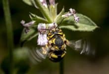 api insetto fiore pix