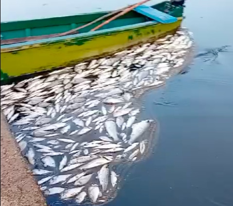 Laguna Orbetello strage pesci