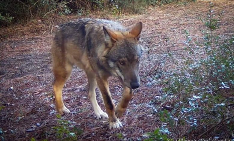 Lupo viviparco san rossore