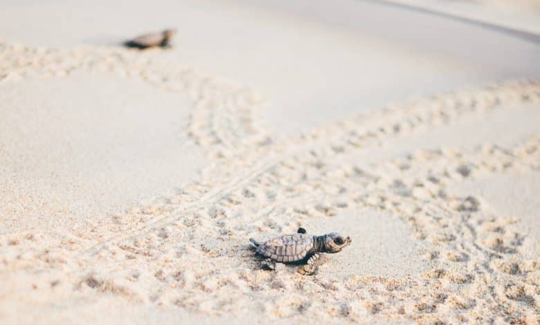 close up turtle turtle sanctuary hatchery locate 2023 11 27 04 58 07 utc