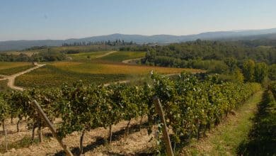 consorzio vino chianti