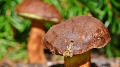 porcini funghi bosco