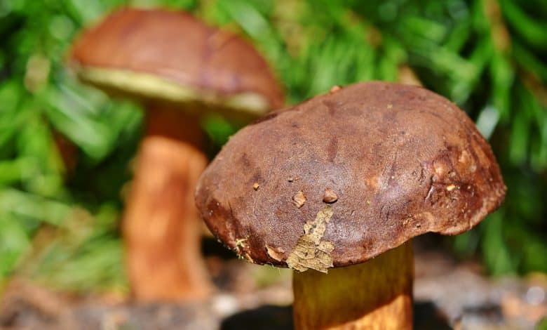 porcini funghi bosco