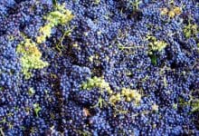 uva vendemmia