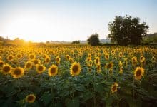 girasoli fiori