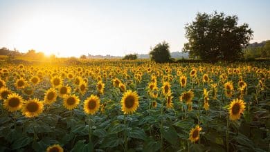 girasoli fiori