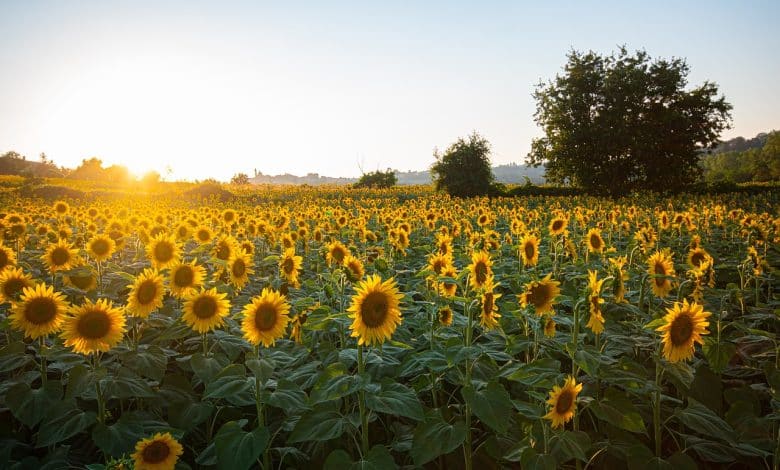 girasoli fiori