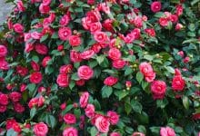 Mostra antiche camelie della Lucchesia 4111