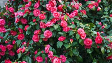 Mostra antiche camelie della Lucchesia 4111