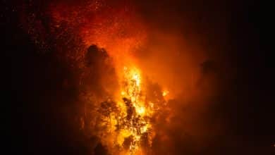 © Israel Vale WWF Brazil 6