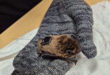 1 Ugo credits EmilianoMori LeonardoAncillotto Cnr Iret e1752582336813