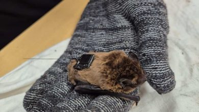 Pistoia, dall'Oasi Dynamo prende il volo Ugo il primo pipistrello italiano dotato di geo-localizzatore 4 1 Ugo credits EmilianoMori LeonardoAncillotto Cnr Iret e1752582336813