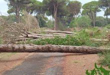 san rossore tromba aria