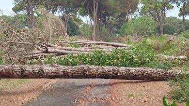 san rossore tromba aria