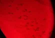 tartarughine san rossore