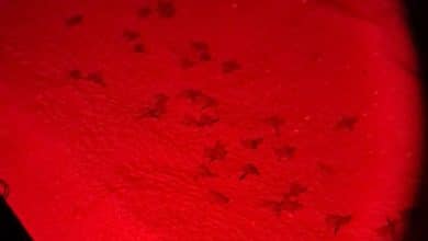 tartarughine san rossore