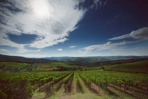 vigneto Casa di Sala x cs