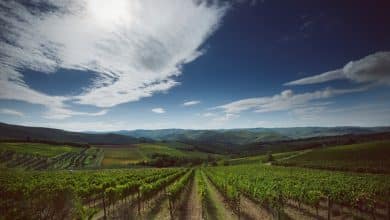 vigneto Casa di Sala x cs