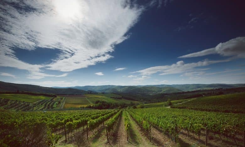 vigneto Casa di Sala x cs