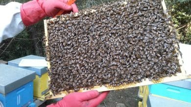 Oasi le Cesine @WWF Italia Miele