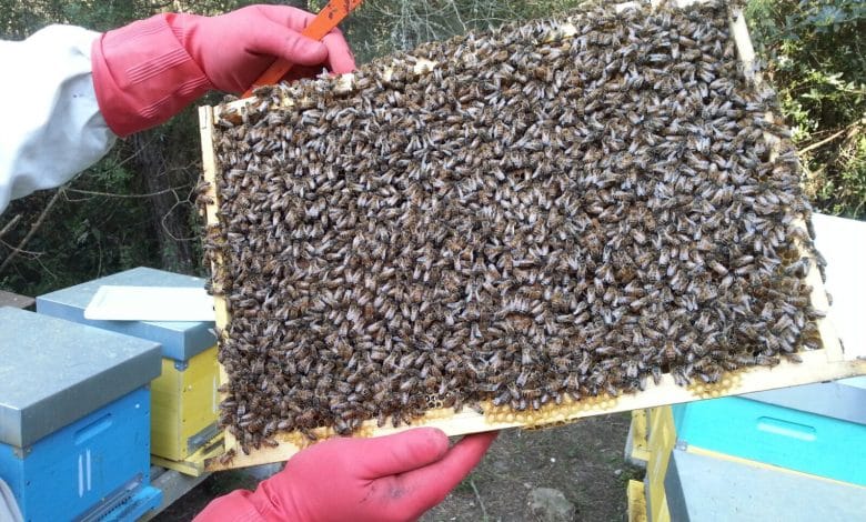 Oasi le Cesine @WWF Italia Miele