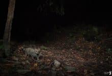 Felis Silvestris gatto selvatico immortalato in Oasi Dynamo da Pietro Bartoli