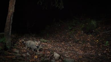 Felis Silvestris gatto selvatico immortalato in Oasi Dynamo da Pietro Bartoli