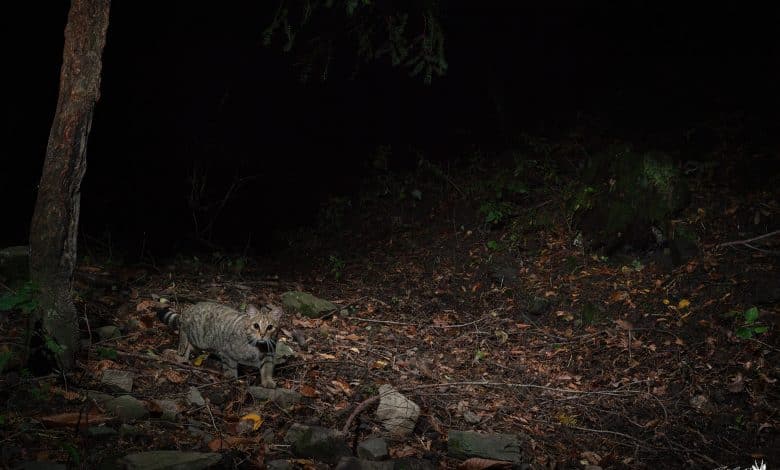 Felis Silvestris gatto selvatico immortalato in Oasi Dynamo da Pietro Bartoli