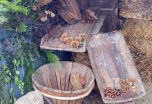 Musei ed Ecomusei del Casentino Sagra della polenta e del baldino dolce Faltona 1