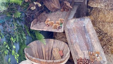 Musei ed Ecomusei del Casentino Sagra della polenta e del baldino dolce Faltona 1